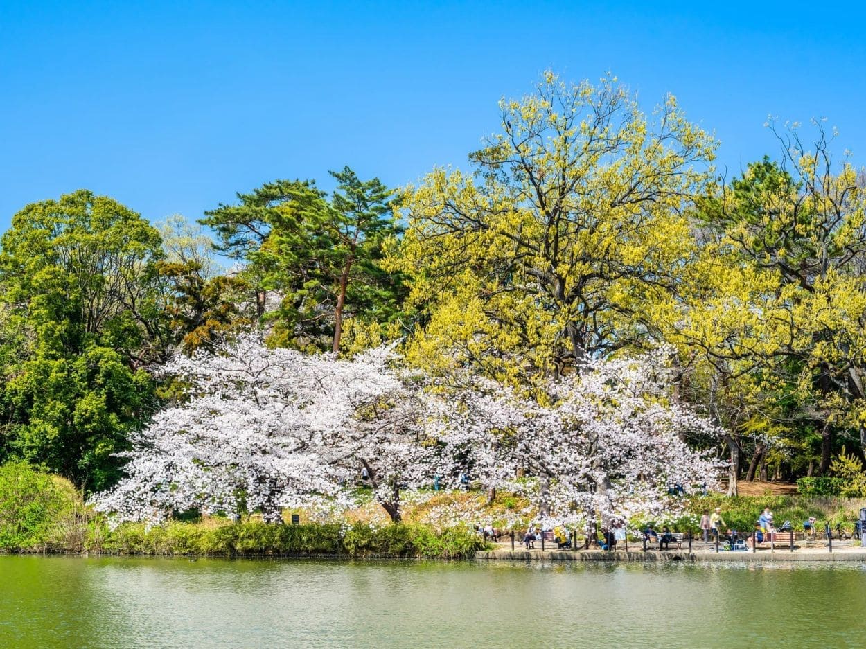 大宮公園(1996年納品)