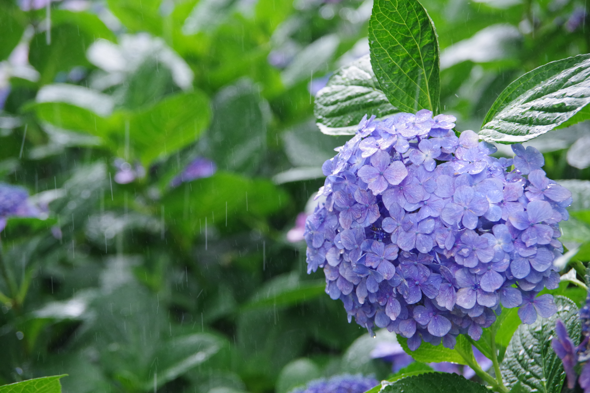 梅雨