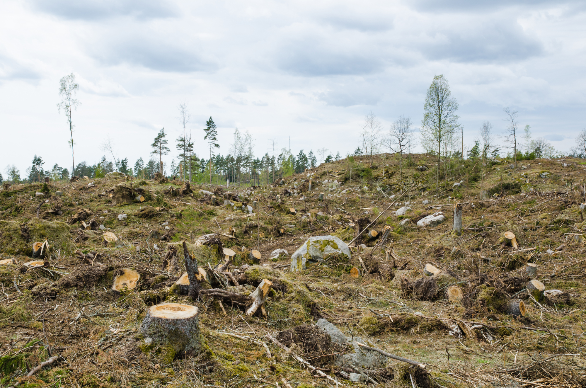 森林破壊　原因　対策　影響