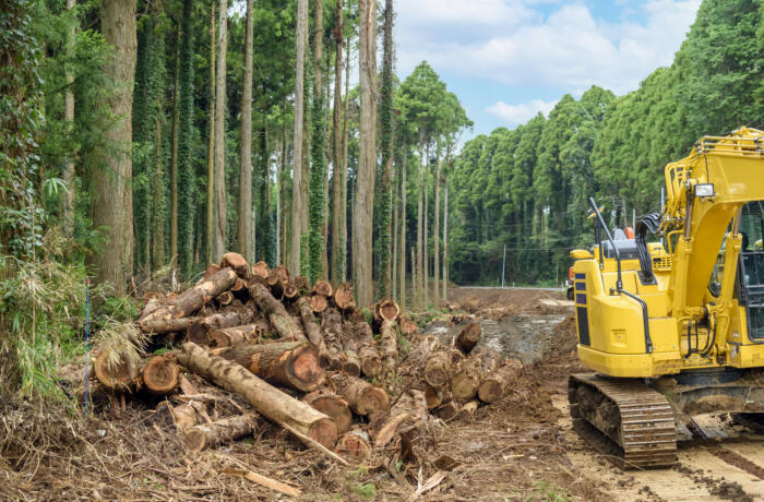 森林破壊の原因や影響とは？ 森林を守るための対策も紹介
