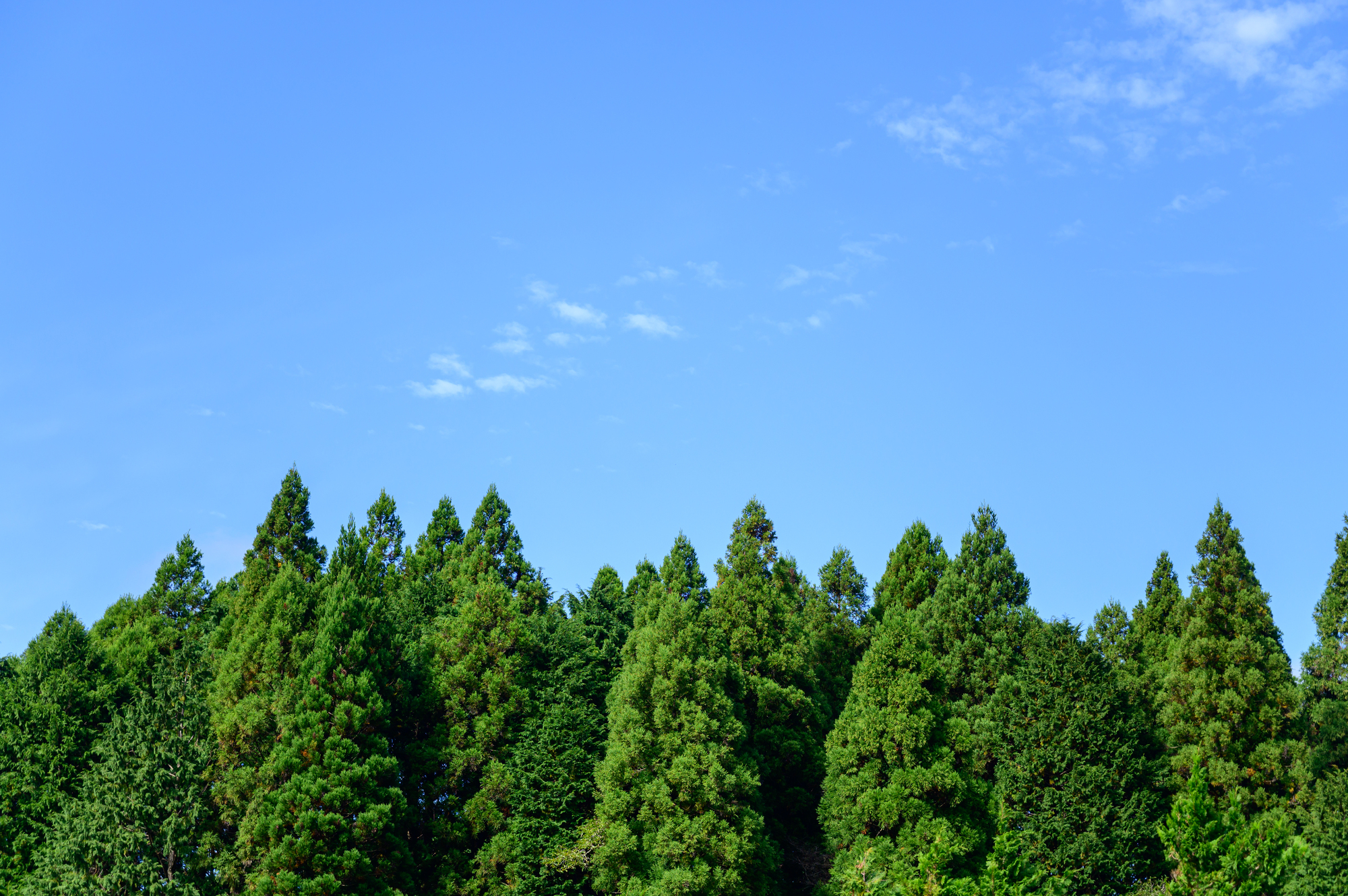 花粉 症 なぜ 杉 を 切ら ない