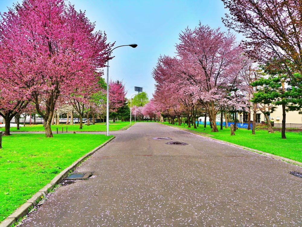 旭川市花咲スポーツ公園（2024年納品)