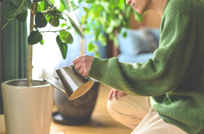 植物への水やりの時間や頻度は？【ガーデニングの基礎知識】