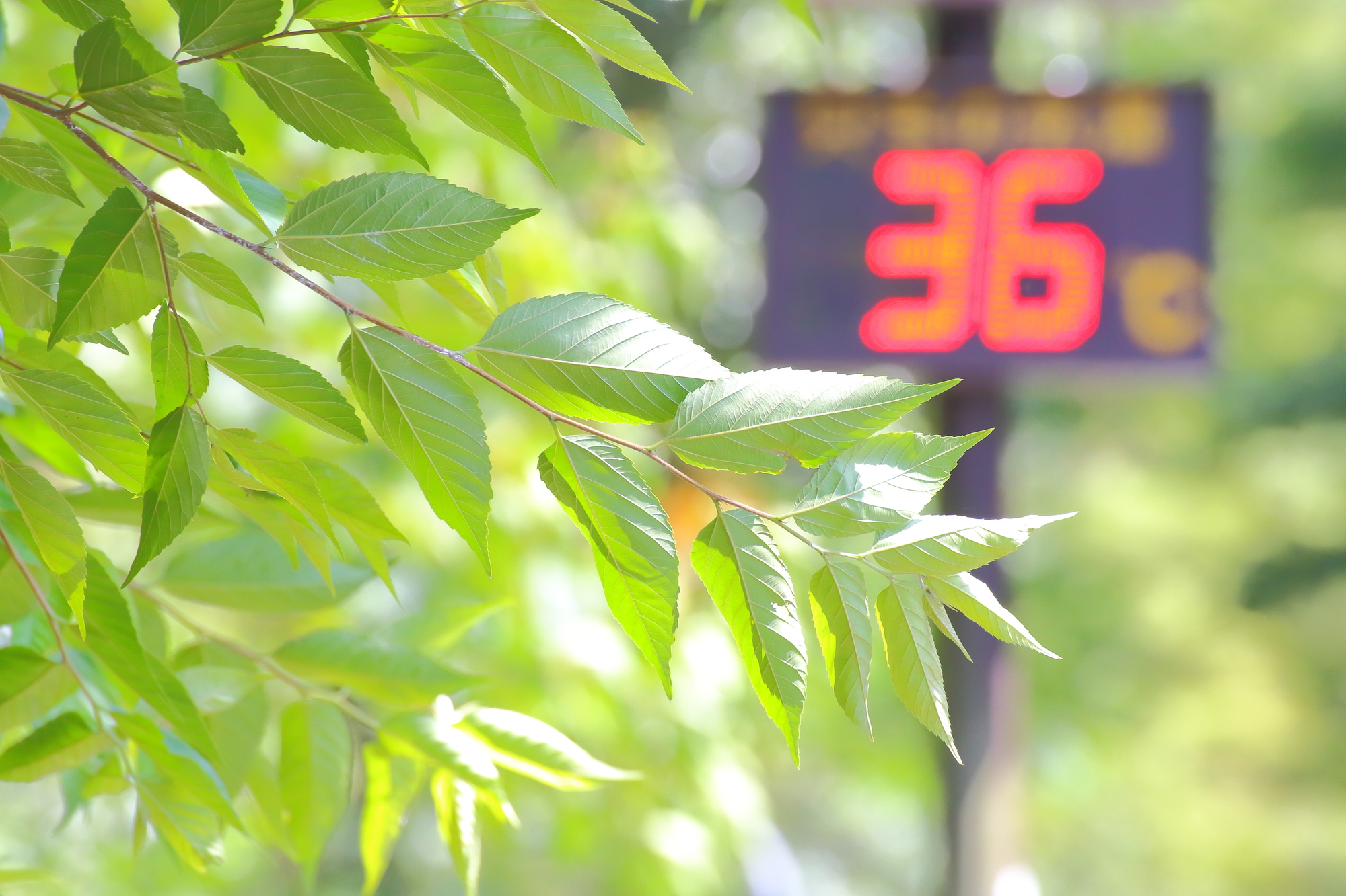 2025 年 の 夏 は 暑い か