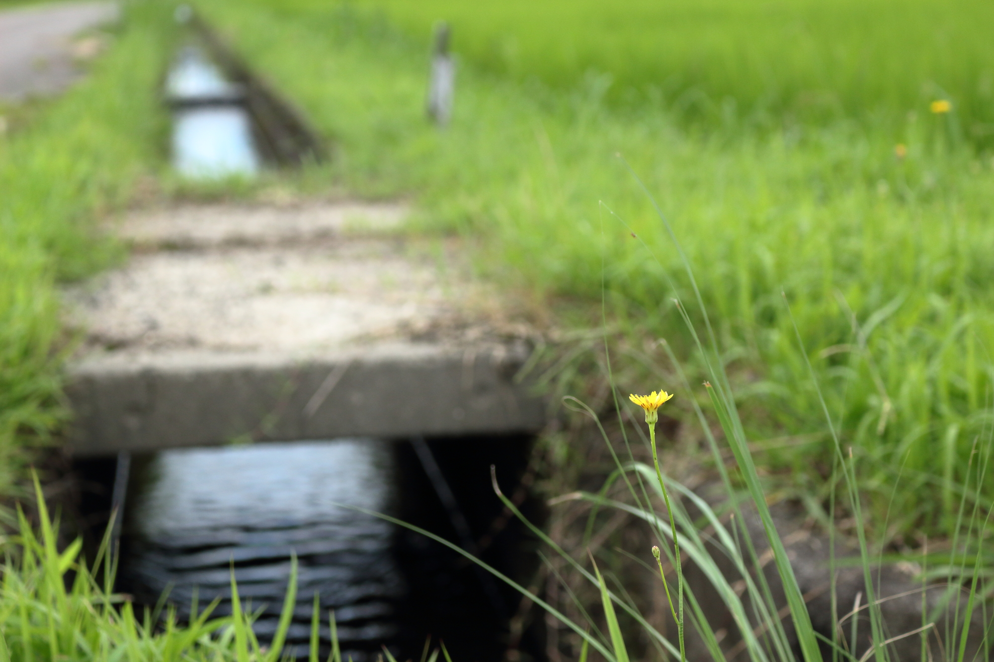 用水路　側溝