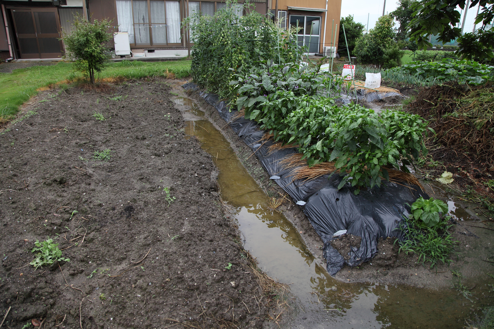 水たまりのできる農地