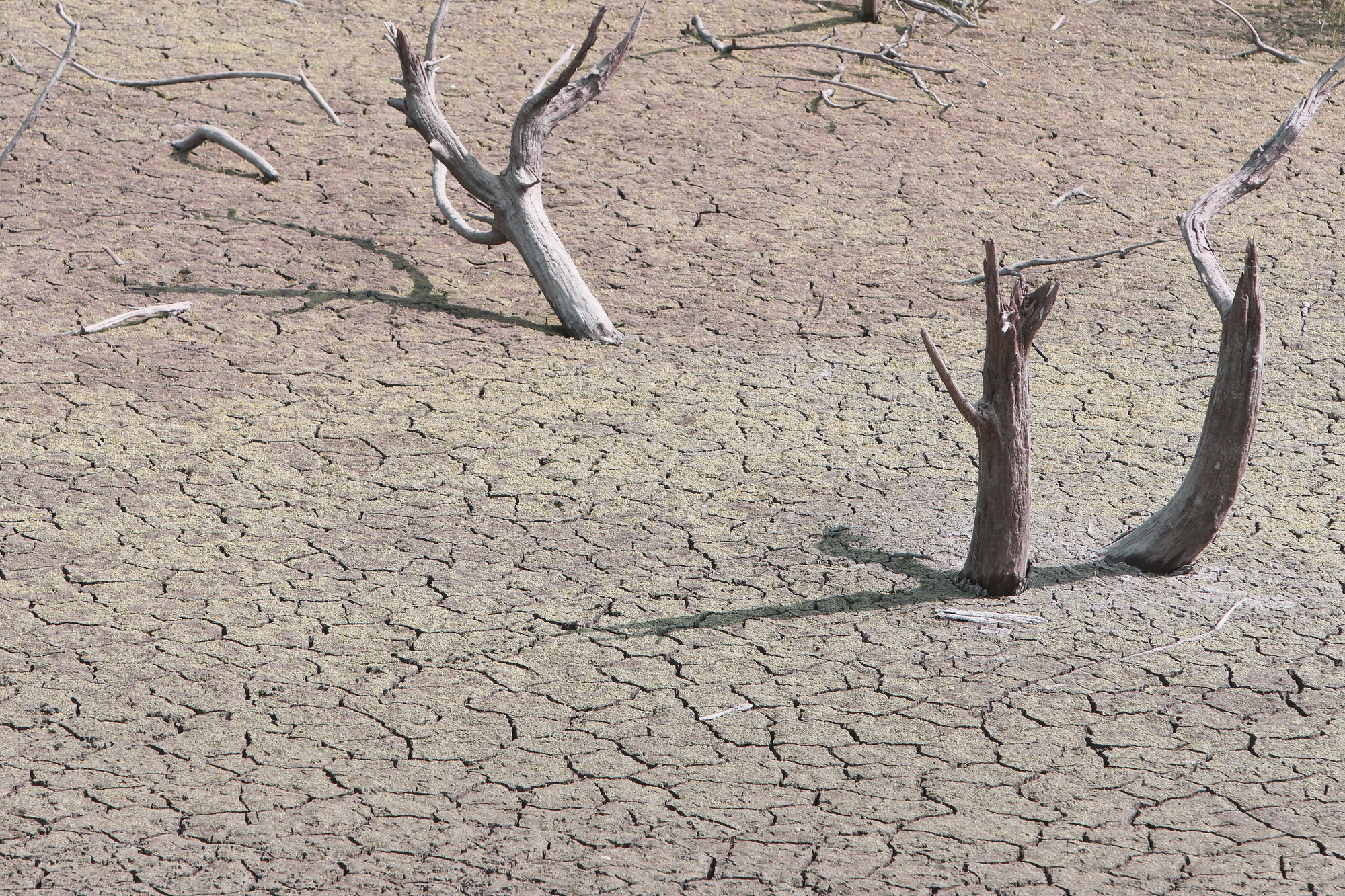 水がない大地に生える木